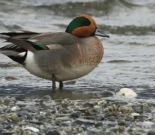 Photo 4/8 of American Wigeon (Mareca americana)