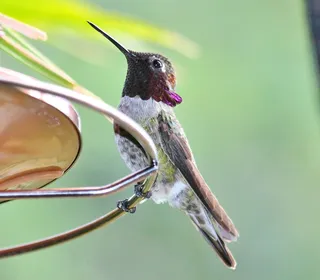 Photo 2/5 of Costa's Hummingbird (Calypte costae)