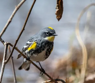 Photo 4/10 of Yellow-rumped Warbler (Setophaga coronata)
