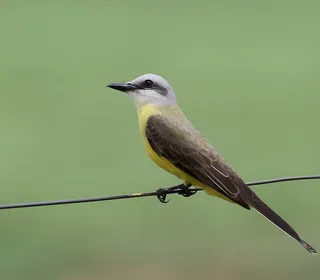 Photo 16/30 of Eastern Kingbird (Tyrannus tyrannus)