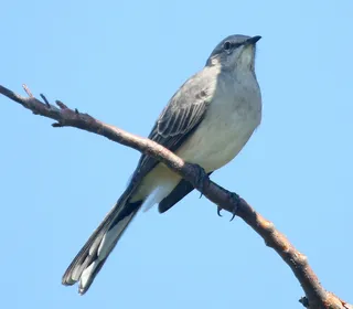 Photo 5/5 of Northern Mockingbird (Mimus polyglottos)