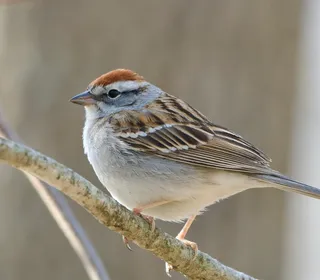 Photo 1/4 of Chipping Sparrow (Spizella passerina)