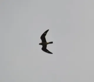Photo 3/4 of Common Nighthawk (Chordeiles minor)