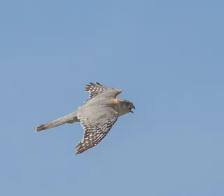 Photo 5/10 of Merlin (Falco columbarius)