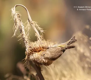Photo 4/5 of Pine Siskin (Spinus pinus)