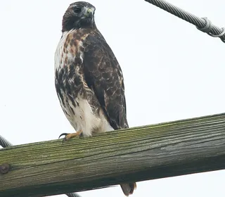 Photo 5/20 of Red-tailed Hawk (Buteo jamaicensis)