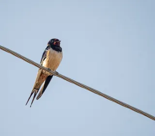 Photo 9/10 of Barn Swallow (Hirundo rustica)