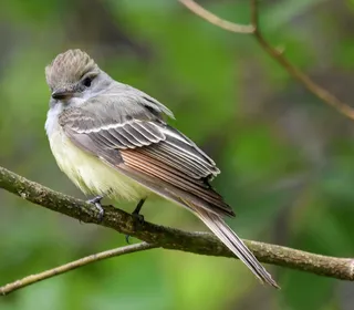 Photo 1/1 of Great Crested Flycatcher (Myiarchus crinitus)