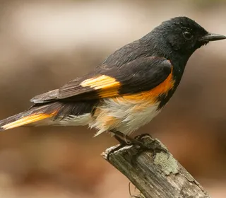 Photo 1/2 of American Redstart (Setophaga ruticilla)