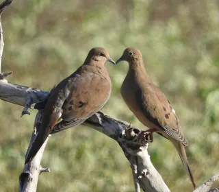 Photo 5/5 of Mourning Dove (Zenaida macroura)