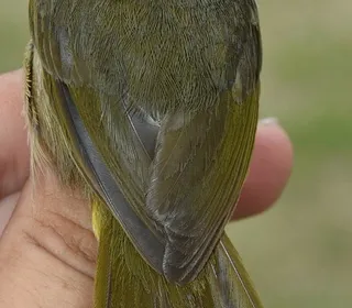 Photo 9/13 of Common Yellowthroat (Geothlypis trichas)