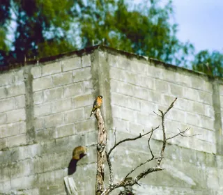 Photo 16/16 of American Kestrel (Falco sparverius)