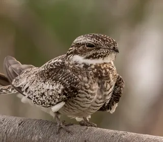 Photo 1/4 of Common Nighthawk (Chordeiles minor)