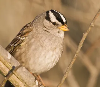 Photo 1/9 of White-crowned Sparrow (Zonotrichia leucophrys)
