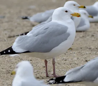 Photo 7/7 of American Herring Gull (Larus smithsonianus)