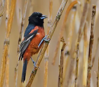 Photo 1/4 of Orchard Oriole (Icterus spurius)