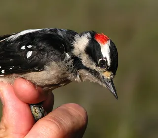 Photo 7/8 of Downy Woodpecker (Dryobates pubescens)