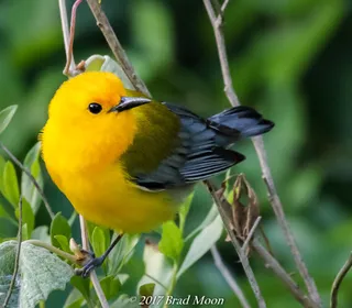Photo 1/1 of Prothonotary Warbler (Protonotaria citrea)
