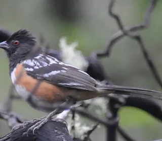 Photo 5/17 of Spotted Towhee (Pipilo maculatus)