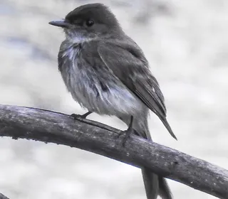 Photo 2/2 of Eastern Phoebe (Sayornis phoebe)