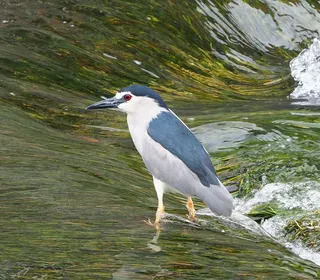 Photo 5/19 of Black-crowned Night Heron (Nycticorax nycticorax)