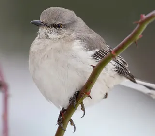 Photo 2/5 of Northern Mockingbird (Mimus polyglottos)