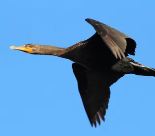 Photo 2/7 of Double-crested Cormorant (Nannopterum auritum)