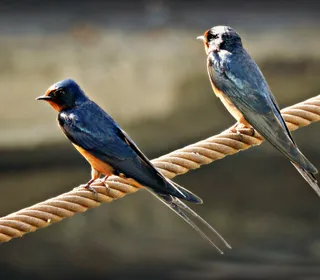Photo 6/10 of Barn Swallow (Hirundo rustica)