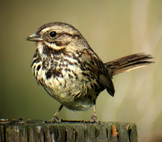 Photo 12/26 of Song Sparrow (Melospiza melodia)