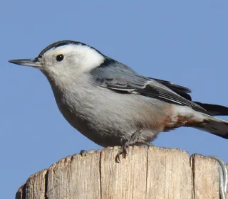 Photo 4/8 of White-breasted Nuthatch (Sitta carolinensis)
