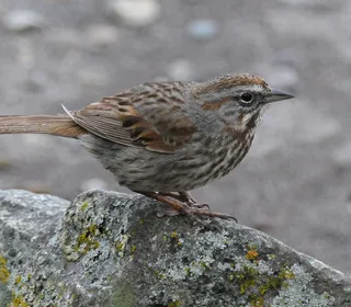 Photo 25/26 of Song Sparrow (Melospiza melodia)
