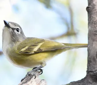 Photo 2/5 of Blue-headed Vireo (Vireo solitarius)