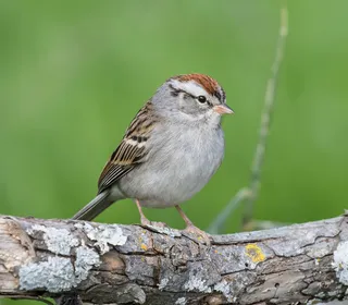 Photo 1/4 of Chipping Sparrow (Spizella passerina)