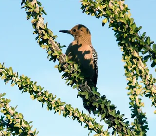 Photo 3/4 of Gila Woodpecker (Melanerpes uropygialis)