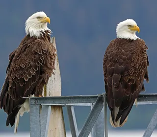 Photo 2/3 of Bald Eagle (Haliaeetus leucocephalus)