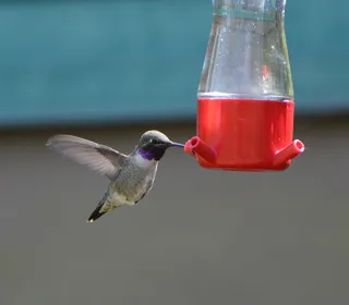 Photo 5/7 of Anna's Hummingbird (Calypte anna)