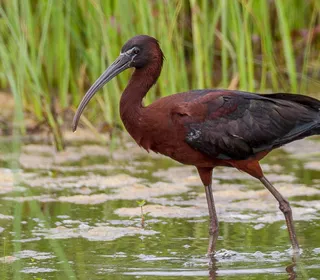 Photo 1/2 of Glossy Ibis (Plegadis falcinellus)