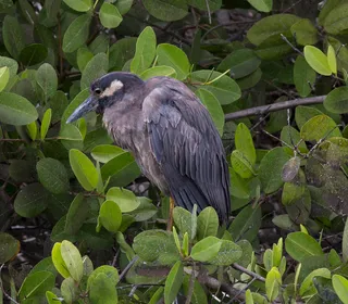 Photo 2/7 of Yellow-crowned Night Heron (Nyctanassa violacea)