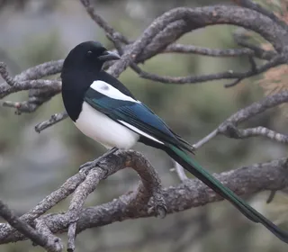 Photo 1/1 of Black-billed Magpie (Pica hudsonia)