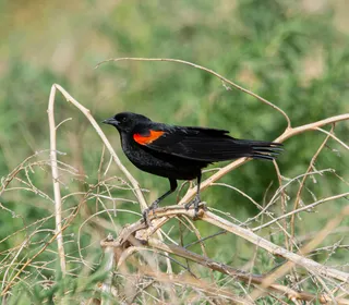 Photo 10/19 of Red-winged Blackbird (Agelaius phoeniceus)