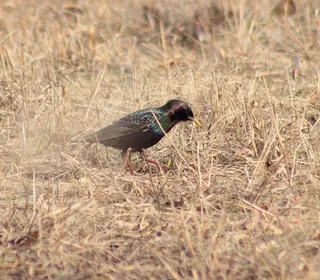 Photo 7/10 of European Starling (Sturnus vulgaris)