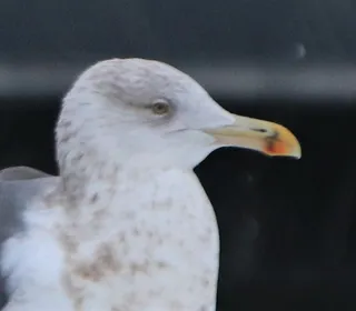 Photo 5/7 of American Herring Gull (Larus smithsonianus)