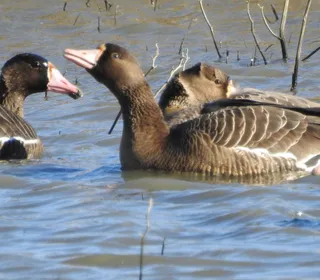 Photo 5/15 of Greater White-fronted Goose (Anser albifrons)