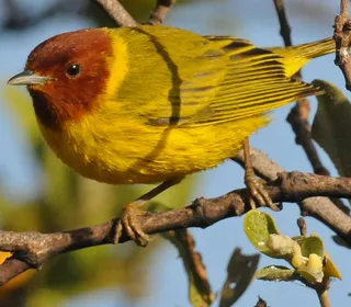 Photo 9/28 of Yellow Warbler (Setophaga petechia)