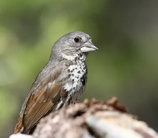 Photo 5/20 of Fox Sparrow (Passerella iliaca)