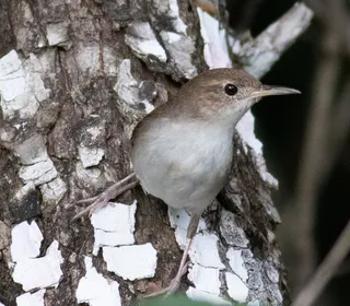 Photo 8/28 of Northern House Wren (Troglodytes aedon)