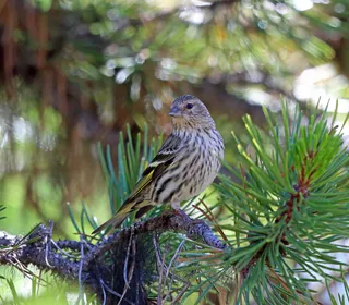 Photo 2/5 of Pine Siskin (Spinus pinus)