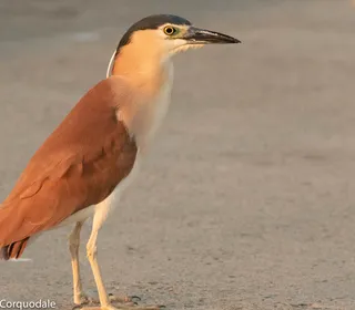 Photo 4/19 of Black-crowned Night Heron (Nycticorax nycticorax)