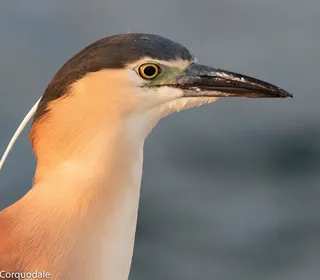 Photo 1/19 of Black-crowned Night Heron (Nycticorax nycticorax)