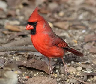 Photo 10/14 of Northern Cardinal (Cardinalis cardinalis)